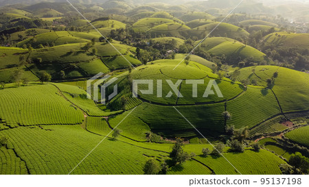 Beautiful tea hills, Farmers collecting tea agricultural fields at Vietnam Beautiful tea hills, Farmers collecting tea agricultural fields at Vietnam 95137198
