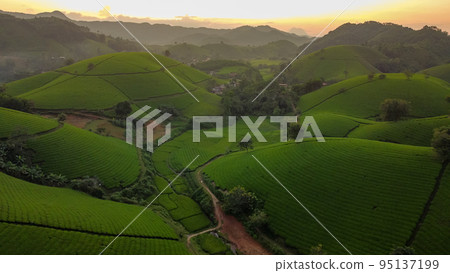 Beautiful tea hills, Farmers collecting tea agricultural fields at Vietnam 95137199