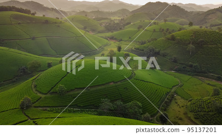 Beautiful tea hills, Farmers collecting tea agricultural fields at Vietnam Beautiful tea hills, Farmers collecting tea agricultural fields at Vietnam 95137201