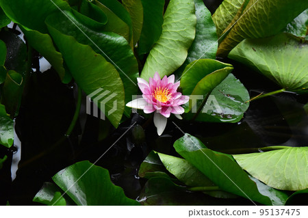 Water lily flowers Water lily flowers 95137475
