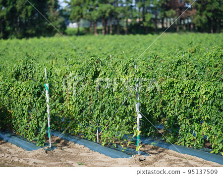 Abundant rural yam field and blue sky 95137509