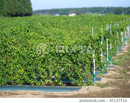 Abundant rural yam field and blue sky Abundant rural yam field and blue sky 95137510