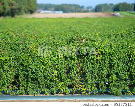 Abundant rural yam field and blue sky Abundant rural yam field and blue sky 95137511