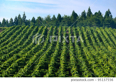 Vast yam fields beautifully arranged Vast yam fields beautifully arranged 95137556