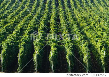 Vast yam fields beautifully arranged Vast yam fields beautifully arranged 95137557