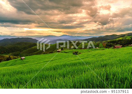 Scenery of the terraced rice fields at Ban Pa Pong Piang in Chiang Mai, Thailand. Scenery of the terraced rice fields at Ban Pa Pong Piang in Chiang Mai, Thailand. 95137911