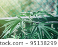 Cannabis plant close up. Dark green leafs.  95138299
