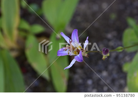 Tenryu-ji Temple, Sanshu-in Temple, Tricyrtis formosus (Taiwan Forest) 95138780