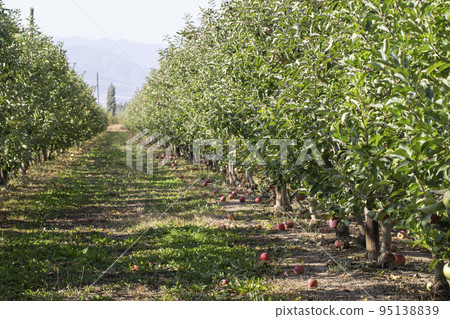 Apple orchard with ripe fruits. Apple orchard with ripe fruits. 95138839