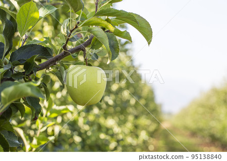 Apple orchard with ripe fruits. Apple orchard with ripe fruits. 95138840