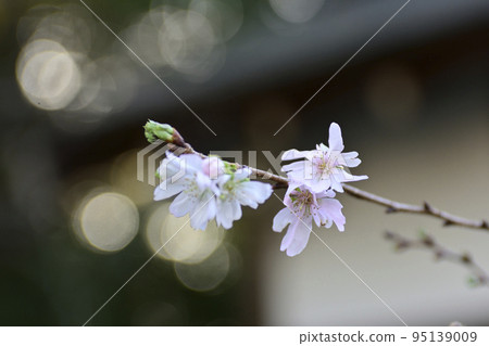 Hirano Shrine October Cherry Blossoms Hirano Shrine October Cherry Blossoms 95139009