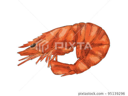 Illustration of boiled shrimp (watercolor style) 95139296