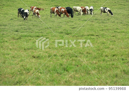 Cows grazing in a wide meadow Cows grazing in a wide meadow 95139988