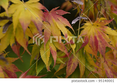 Shugakuin Imperial Villa Autumn Shugakuin Imperial Villa Autumn 95140001