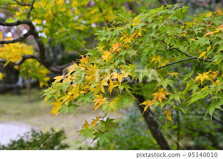 修學院禦宅之秋 95140010