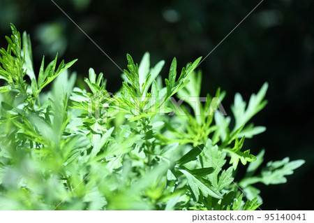 秋艾(Mugwort) 秋艾(Mugwort) 95140041
