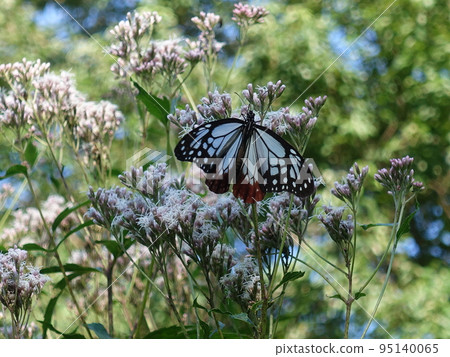 chestnut tiger butterfly butterfly chestnut tiger butterfly butterfly 95140065