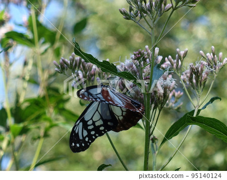 chestnut tiger butterfly butterfly 95140124
