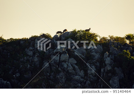 A herd of deer are fighting on Doi Luang Chiang Dao, Chiang Mai, Thailand. Gorals. A herd of deer are fighting on Doi Luang Chiang Dao, Chiang Mai, Thailand. Gorals. 95140464