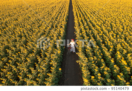 Sunflower fields Lopburi. 95140479