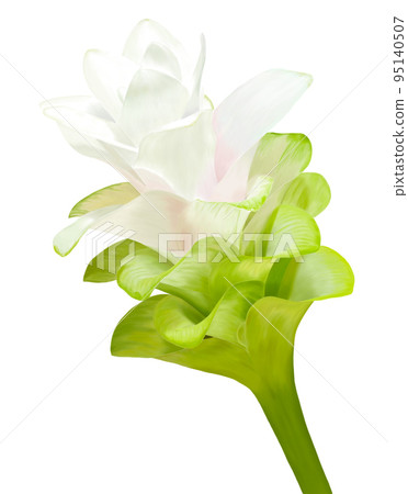 薑黃櫻桃公主戴恩 95140507