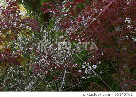 Akayama Zen paper Cold cherry tree and autumn leaves Akayama Zen paper Cold cherry tree and autumn leaves 95140761