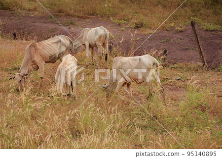 Group of free-range cattle grazing in the rural countryside of Kampot Cambodia on a warm summer day 95140895