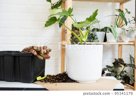 Preparation for the landing and transplanting a home plant Philodendron into a new pot. Caring and reproduction for a potted plant, earth, gloves, scoop Preparation for the landing and transplanting a home plant Philodendron into a new pot. Caring and reproduction for a potted plant, earth, gloves, scoop 95141179