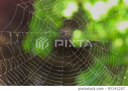 蜘蛛網 95141287