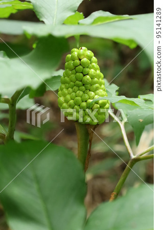 綠菠蘿果 95141289