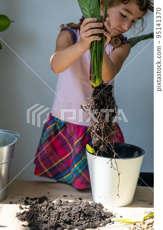 Girl transplants a potted houseplant into a new soil with drainage. Spathiphyllum sensation, potted plant care, watering, fertilizing, sprinkle the mixture with a scoop and tamp it in a pot 95141370