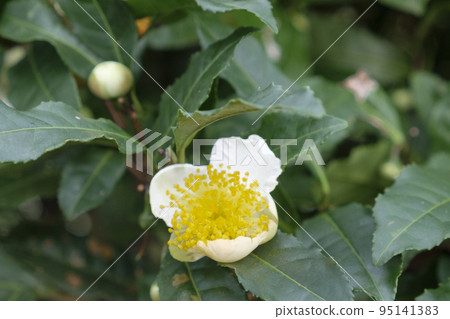 秋茶園的茶花 95141383