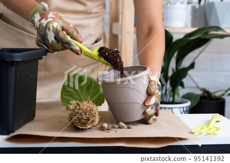 Transplanting a home plant Philodendron verrucosum into a pot. A woman plants a stalk with roots in a new soil. Caring for a potted plant, hands close-up Transplanting a home plant Philodendron verrucosum into a pot. A woman plants a stalk with roots in a new soil. Caring for a potted plant, hands close-up 95141392
