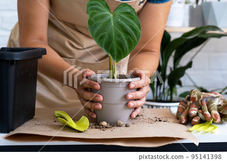 Transplanting a home plant Philodendron verrucosum into a pot. A woman plants a stalk with roots in a new soil. Caring for a potted plant, hands close-up Transplanting a home plant Philodendron verrucosum into a pot. A woman plants a stalk with roots in a new soil. Caring for a potted plant, hands close-up 95141398