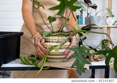 Transplanting a home plant Philodendron into a new pot. A woman plants a stalk with roots in a new soil. Caring and reproduction for a potted plant, hands close-up Transplanting a home plant Philodendron into a new pot. A woman plants a stalk with roots in a new soil. Caring and reproduction for a potted plant, hands close-up 95141407