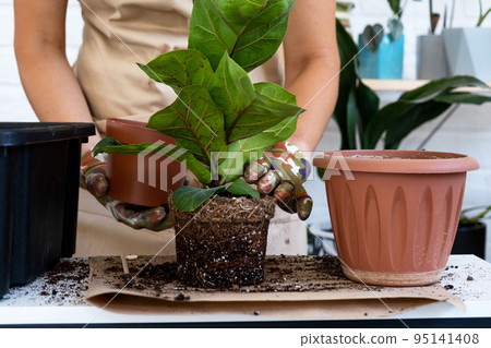 Transplanting a home plant Ficus lyrata into a new pot. A woman plants in a new soil. Caring and reproduction for a potted plant, hands close-up Transplanting a home plant Ficus lyrata into a new pot. A woman plants in a new soil. Caring and reproduction for a potted plant, hands close-up 95141408