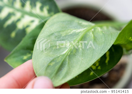 Leaves home plant affected by a spider mite, small insects, Problems in the cultivation of domestic plants. Plant treatment and pest and fungus control Leaves home plant affected by a spider mite, small insects, Problems in the cultivation of domestic plants. Plant treatment and pest and fungus control 95141415