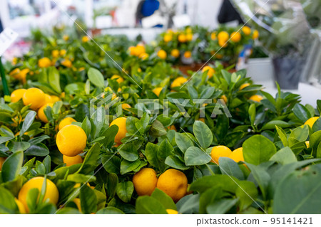 Tangerine tree in a flower pot with fruits on the shelf of a flower shop. Indoor plant tangerine, buy as a gift, growing at home 95141421