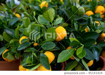 Tangerine tree in a flower pot with fruits on the shelf of a flower shop. Indoor plant tangerine, buy as a gift, growing at home Tangerine tree in a flower pot with fruits on the shelf of a flower shop. Indoor plant tangerine, buy as a gift, growing at home 95141424