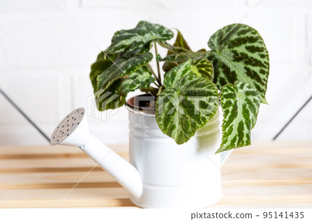Home potted plant begonia decorative deciduous in the interior of the house. Hobbies in growing, caring for plants, greenhome, gardening at home. Home potted plant begonia decorative deciduous in the interior of the house. Hobbies in growing, caring for plants, greenhome, gardening at home. 95141435