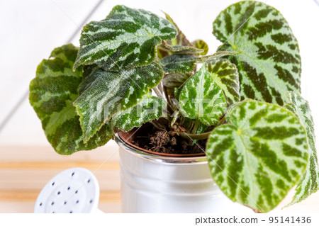 Home potted plant begonia decorative deciduous in the interior of the house. Hobbies in growing, caring for plants, greenhome, gardening at home. Home potted plant begonia decorative deciduous in the interior of the house. Hobbies in growing, caring for plants, greenhome, gardening at home. 95141436