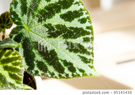 Home potted plant begonia decorative deciduous in the interior of the house. Hobbies in growing, caring for plants, greenhome, gardening at home. 95141438
