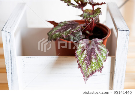 Home potted plant begonia decorative deciduous in the interior of the house. Hobbies in growing, caring for plants, greenhome, gardening at home. 95141440