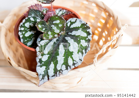 Home potted plant begonia decorative deciduous in the interior of the house. Hobbies in growing, caring for plants, greenhome, gardening at home. Home potted plant begonia decorative deciduous in the interior of the house. Hobbies in growing, caring for plants, greenhome, gardening at home. 95141442