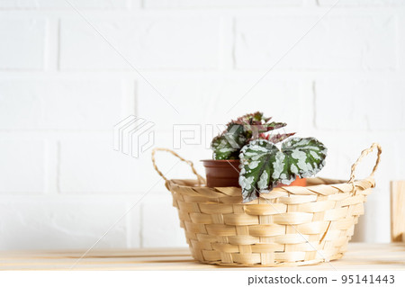 Home potted plant begonia decorative deciduous in the interior of the house. Hobbies in growing, caring for plants, greenhome, gardening at home. 95141443