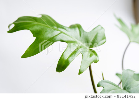 Philodendron Mayo in the interior of the house. Carved leaves of a houseplant in a pot. Care and cultivation of tropical plants, green house Philodendron Mayo in the interior of the house. Carved leaves of a houseplant in a pot. Care and cultivation of tropical plants, green house 95141452