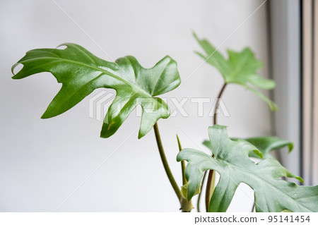 Philodendron Mayo in the interior of the house. Carved leaves of a houseplant in a pot. Care and cultivation of tropical plants, green house 95141454