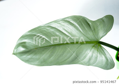 Philodendron Silver Queen close-up in the interior. Houseplant Growing and caring for indoor plant 95141467