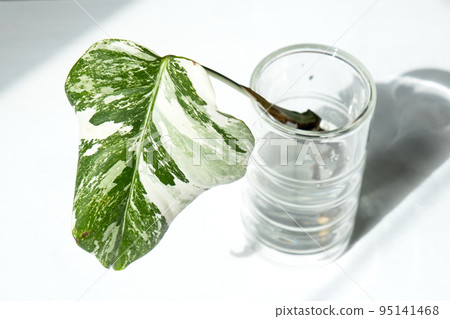 Rooted sprout of philodendron Monstera Alba for potting. Propagation of domestic plants, cuttings and cultivation 95141468