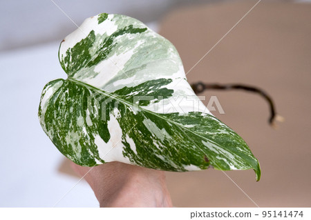 Rooted sprout of philodendron Monstera Alba for potting. Propagation of domestic plants, cuttings and cultivation 95141474
